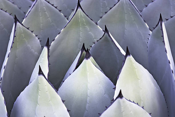 Agave em Pé - fotografia de stock