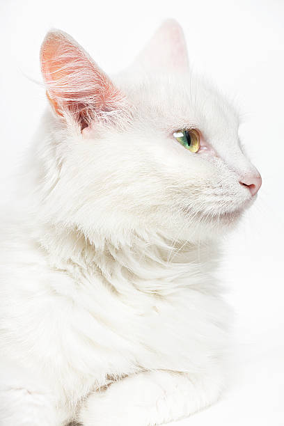 White cat stock photo