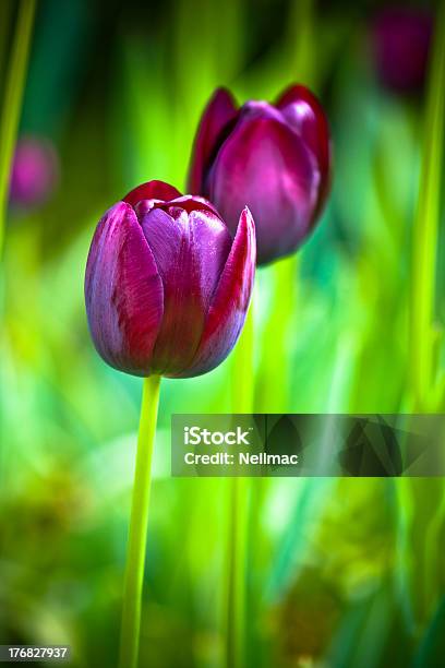 Foto de Tulipas Roxas Em Fundo Verde e mais fotos de stock de Alto contraste - Alto contraste, Bulbo, Cena de tranquilidade