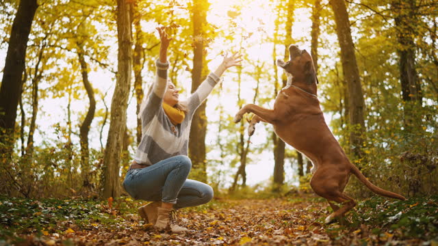 SLO MO Cheerful Young Woman Throwing Dry Leaves in Air and Boxer Dog Jumping in Autumn Forest