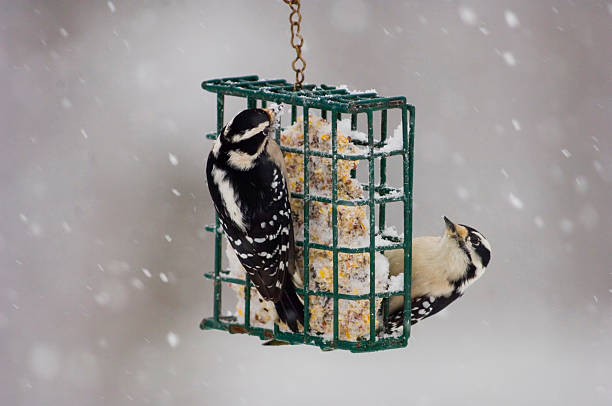 istock Two downy woodpeckers on a basket feeder 176828280