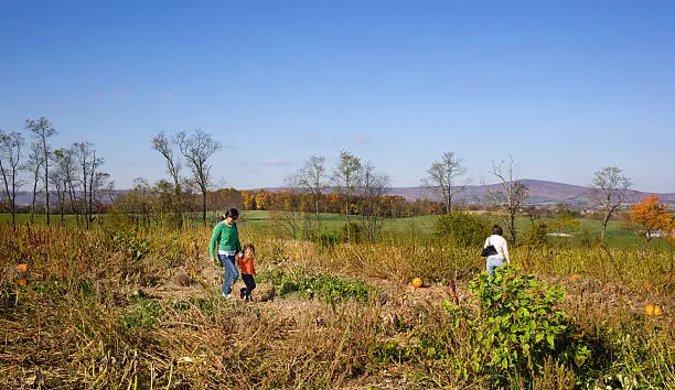 Lifestyle image, and one of a series: This is a family out on the farm on a pumpkin patch lookin for the perfect pumpkin to take home and carve. The small girl holds her older sister's hand. 