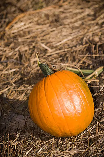 "Part of a lifestyle series of a family gonig to a pumpkin patch to gather pumpkins for Halloween. This image is a single pumpkin laying in the straw.Focus on front of pumpkin, stalk and background softened by DOF."