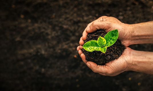 Men hands holding green seedling, sprout over soil. Top view with space for text. Copy space. New life, eco, sustainable living, zero waste, plastic free, earth day, investment concept. Gardening time
