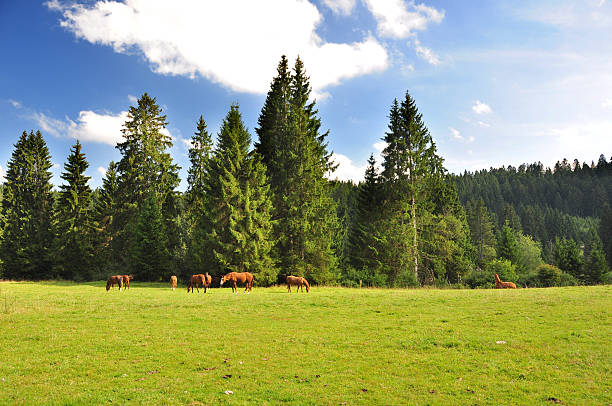 Landscape at the Mander forest in Twente during a beautiful fall day. A small horse is grazing in a field in the foreground.