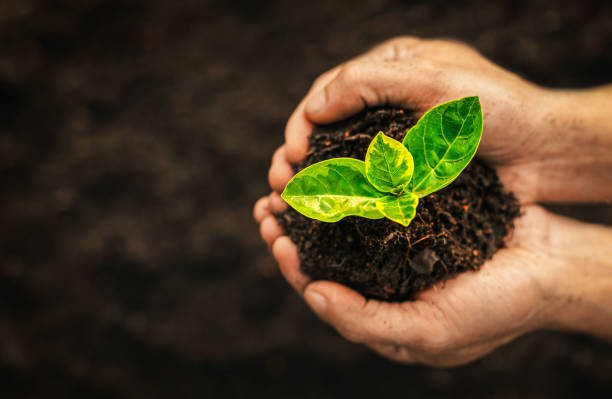 istock Men hands holding green seedling, sprout over soil. Top view with space for text. Copy space. New life, eco, sustainable living, zero waste, plastic free, earth day, investment concept. 1768286895