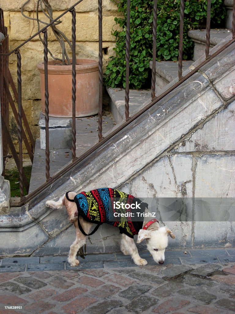 Small dog urinating "Small, dressed-up dog urinating against stone stairs" Dog Stock Photo