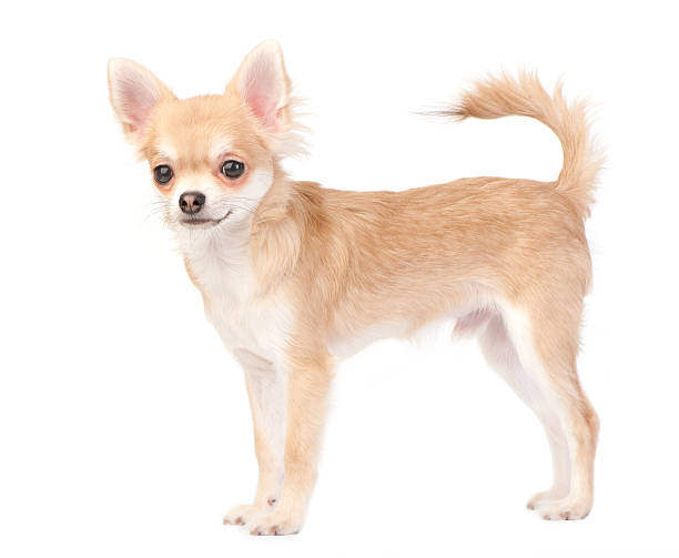 istock young chihuahua dog isolated on white 176829192
