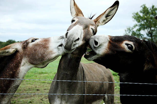 Funny laughing donkey. Portrait of cute livestock animal showing teeth in smile. Couple of grey donkeys on pasture at farm. Humor and positive emotions concept.