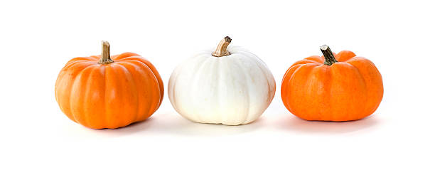 istock Row of pumpkins 176829723