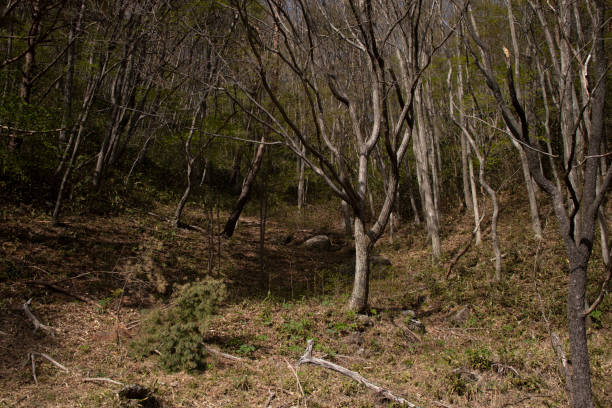 istock A forest with preserved natural rock formations. 1768297586