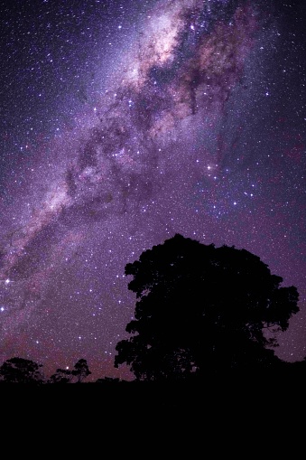 A majestic tree stands silhouetted against a night sky, the stars twinkling brightly in the background