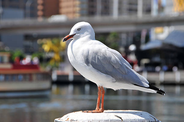 istock beautiful sea gull sits on a pole 176829907