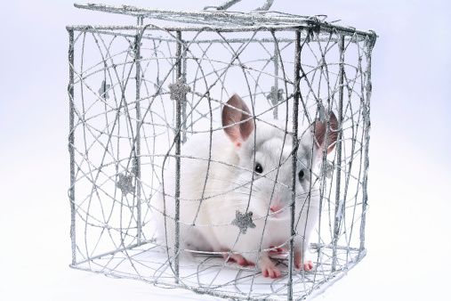 chinchilla sits in a decorative christmas box on a grey backgroundYou are wellcome to see another similar images here: