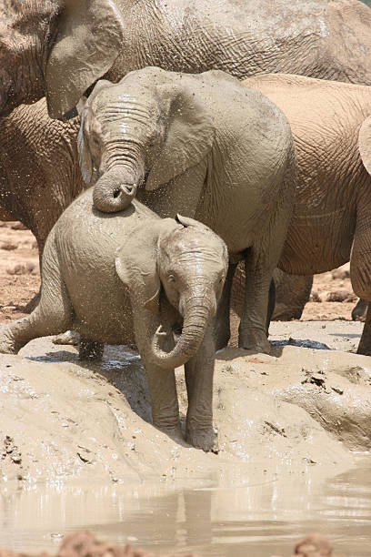 istock Elephants in Addo Elephant Park 176830072