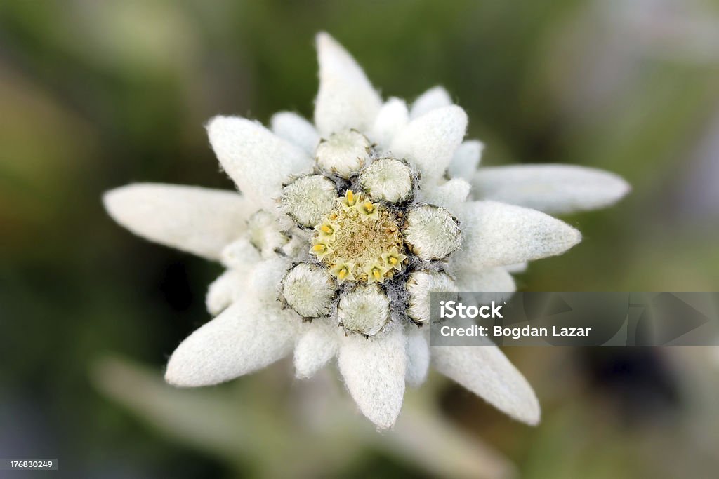 「エーデルワイス」（Leontopodium alpinum ) - エーデルワイスのロイヤリティフリーストックフォト