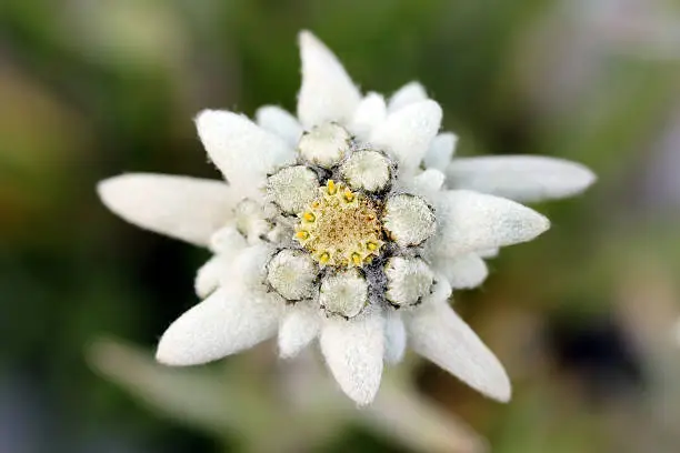 "Edelweiss (Leontopodium alpinum) is one of the best-known rare flowers. This small white looking alpine flower is apearing in countless legends and tales in different European cultures. It normally grows around 2000-2900m altitude, but in some areas of Europe they can be find as low as 600m (Romanian Carpathians).More related images:"