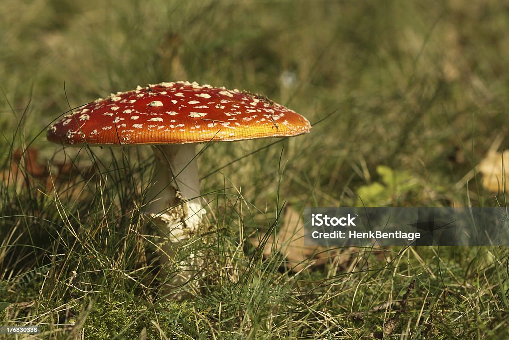 Toadstool in the grass Autumn scene: Toadstool in the grassFor more pictures of Autumn Stock Photo