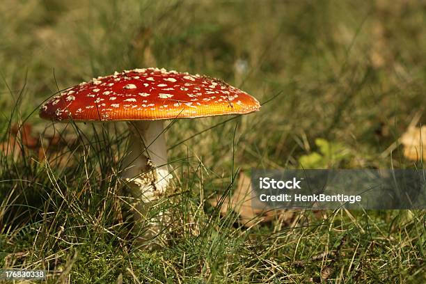 Toadstool In The Grass Stock Photo - Download Image Now - Autumn, Fly Agaric Mushroom, Fungus