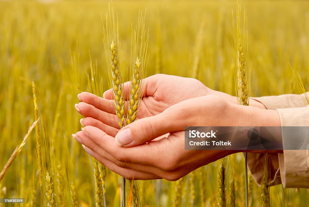 Spikelets e a mulher palms - Foto de stock de Adolescente royalty-free