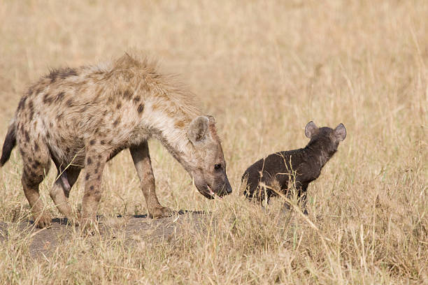 Hiena & pequenos cria no Quénia - fotografia de stock