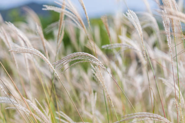 istock Silver grass swaying in the wind. eulalia, Chinese silver grass, Miscanthus sinensis 1768305106