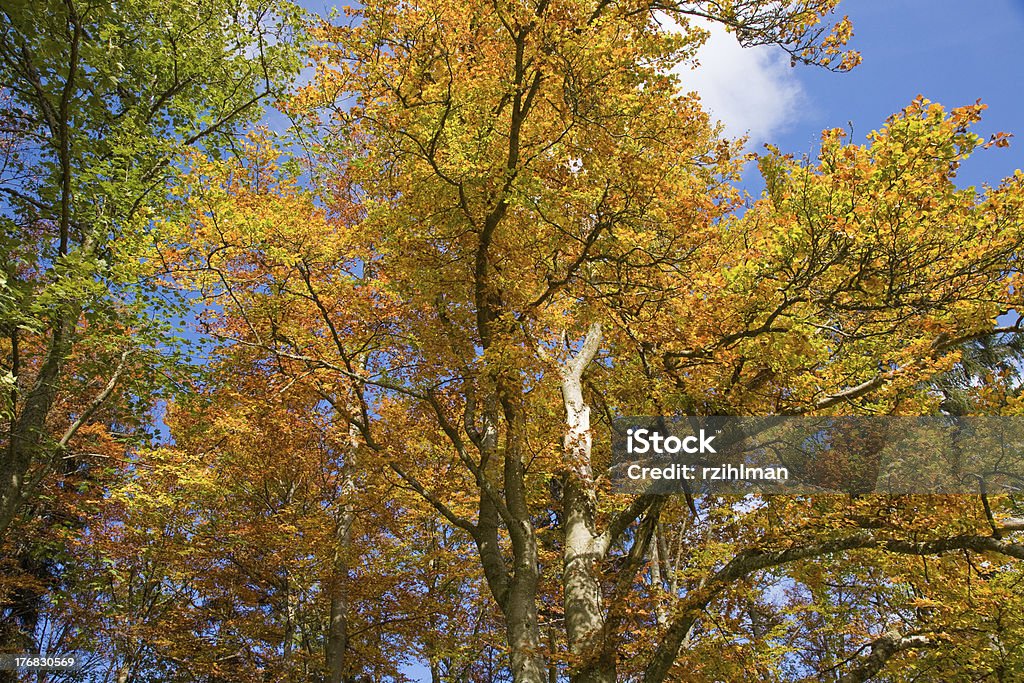 Farben des Herbstes - Lizenzfrei Ast - Pflanzenbestandteil Stock-Foto