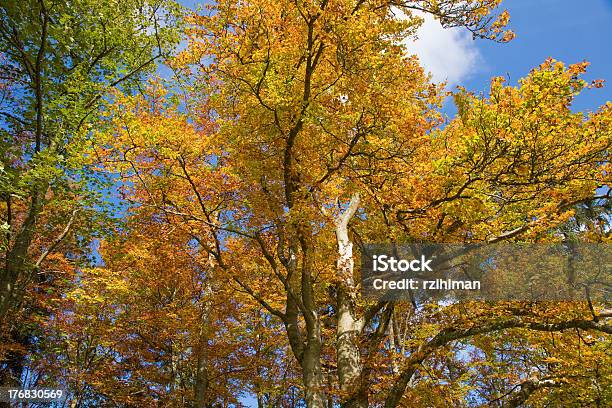 컬러 추절 0명에 대한 스톡 사진 및 기타 이미지 - 0명, 가을, 가을 단풍