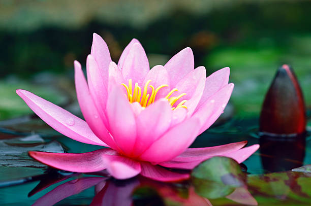 istock A pink water lily flower floating on a pond 176830701