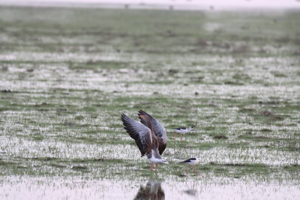 istock Goose, Ansar, Ganso, Geese, Duck, Patos, Goslings 1768310474