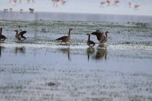istock Goose, Ansar, Ganso, Geese, Duck, Patos, Goslings 1768311551