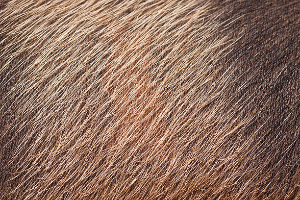 Closeup of pig skin and hair A closeup of wild pig skin and fur. Good  background or texture stray animal stock pictures, royalty-free photos & images