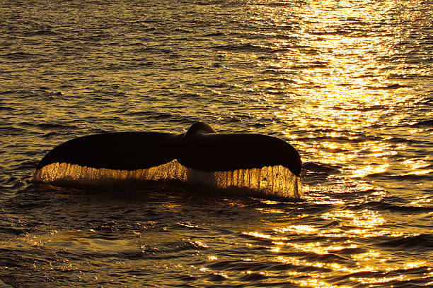 fluke of a humpback whale at sunset stock photo