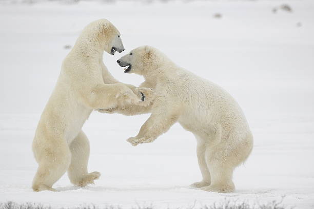 istock Fight of polar bears. 11 176831415