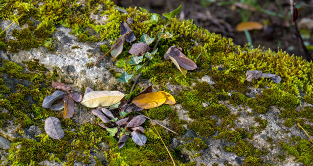 istock Close-up on a stone block with withered leaves and moss 1768320813