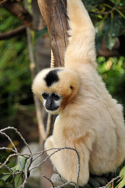 Female Northern white-cheeked gibbon is posing with a cute face stock photo