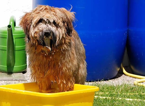 hund, ein bad - soaking tub stock-fotos und bilder