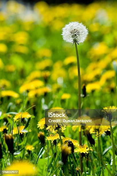 Foto de De Pé Para Fora e mais fotos de stock de Biologia - Biologia, Boia Salva-vidas, Botânica - Assunto