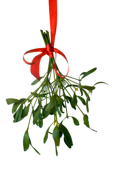 Mistletoe hanging with a red ribbon isolated on white  Close-up of a bunch of mistletoe (Viscum album) with berries, hanging from ared ribbon and isolated on a white background. mistletoe stock pictures, royalty-free photos & images