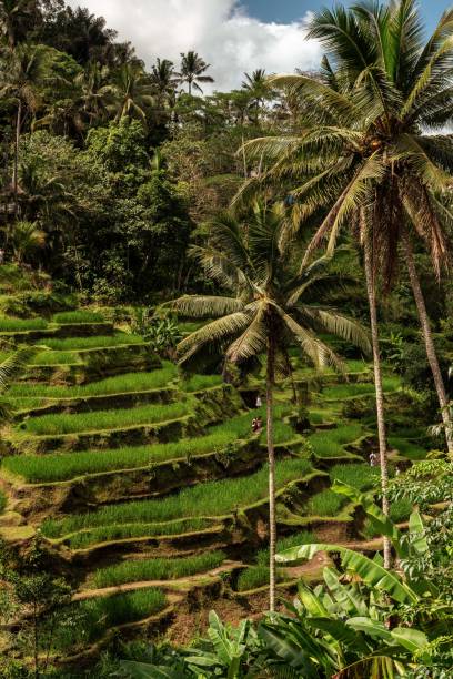 istock there are several terraces that have been planted on the side 1768331923