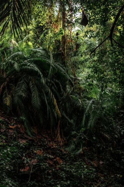 istock there is a bush and trees in this forest together, it's dark 1768332494