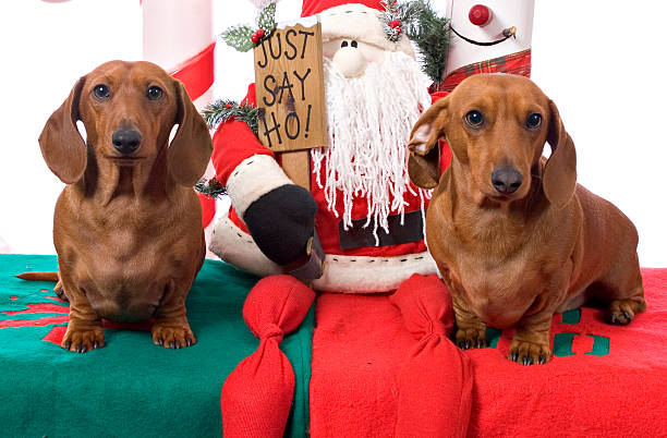 istock Dachshund Twins Christmas Portrait 176833289