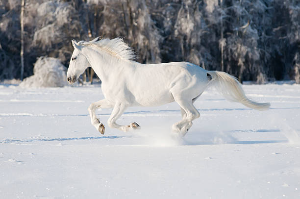 istock white horse runs gallop 176833339