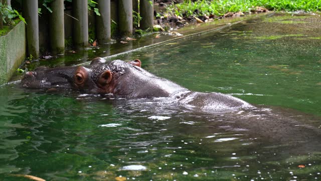 Hippopotamus amphibius in the zoo