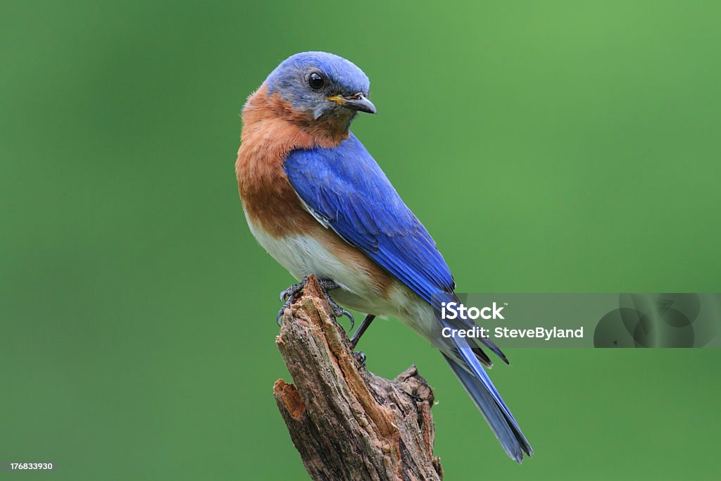 Bluebird en un tocón - Foto de stock de Azulejo - Pájaro libre de derechos