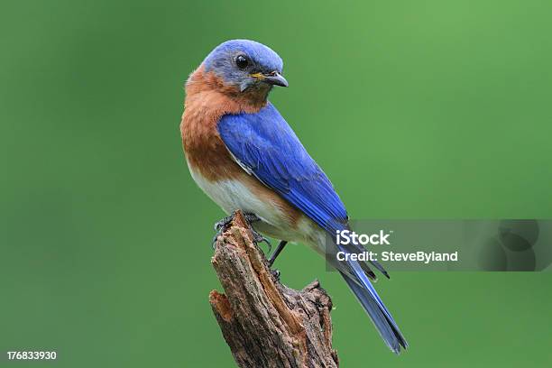 Bluebird En Un Tocón Foto de stock y más banco de imágenes de Azulejo - Pájaro - Azulejo - Pájaro, Azulejo gorjicanelo, Animales salvajes