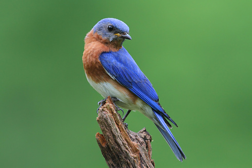 Male Eastern Bluebird (Sialia sialis) on a stump with a green background