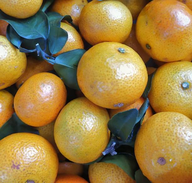 un grupo de mandarinas - citrus fruit mandarin orange orange large group of objects fotografías e imágenes de stock