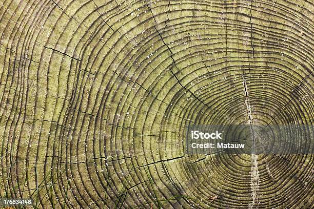 木のリング - カラマツ属のストックフォトや画像を多数ご用意 - カラマツ属, シニア世代, テクスチャー効果