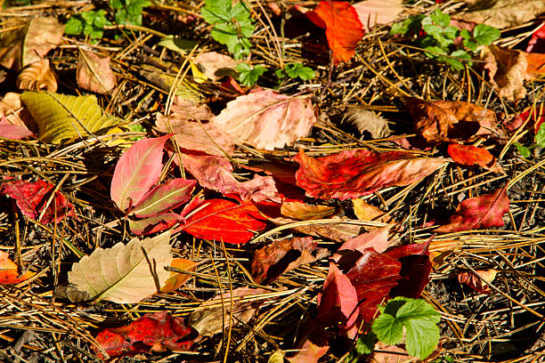 autumn leaves stock photo